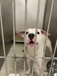 Shelter Stray Male Dog last seen Near TRESTLETREE CT, Atlanta,, 1251 Fulton Industrial Blvd NW, Atlanta, GA 30336, USA
