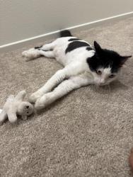 Reunited Female Cat last seen Riverside Dr. & Mill Creek, Ontario, CA 91761