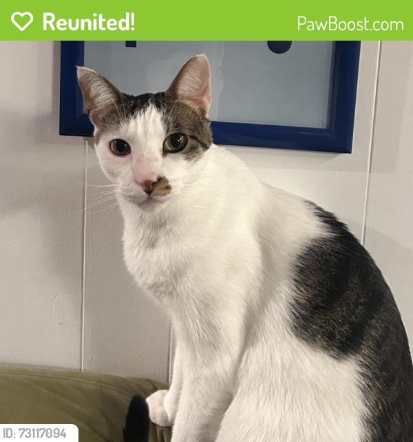 Reunited Male Cat last seen Seafoam Ave in Del Monte Beach, Monterey, CA 93940