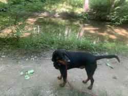 Reunited Male Dog last seen Deborah drive, Potomac, MD 20854