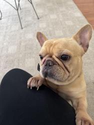 Reunited Male Dog last seen Near five oaks crossing, Sienna, TX 77459