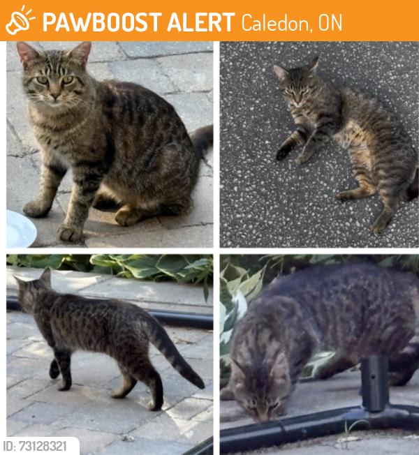 Found/Stray Male Cat last seen Escarpment Side Rd / Heart Lake Rd, Caledon, ON 