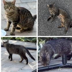 Found/Stray Male Cat last seen Escarpment Side Rd / Heart Lake Rd, Caledon, ON 