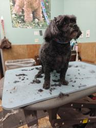 Lost Male Dog last seen e. 40th St., Garden City, ID 83714