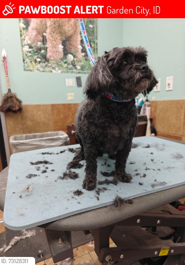 Lost Male Dog last seen e. 40th St., Garden City, ID 83714