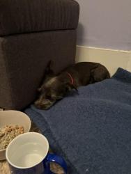 Reunited Male Dog last seen Shattuck and Alcatraz, Oakland, CA 94612