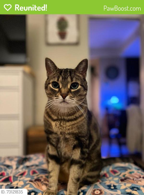 Reunited Male Cat last seen Acker street, Guelph, ON N1H 6J1