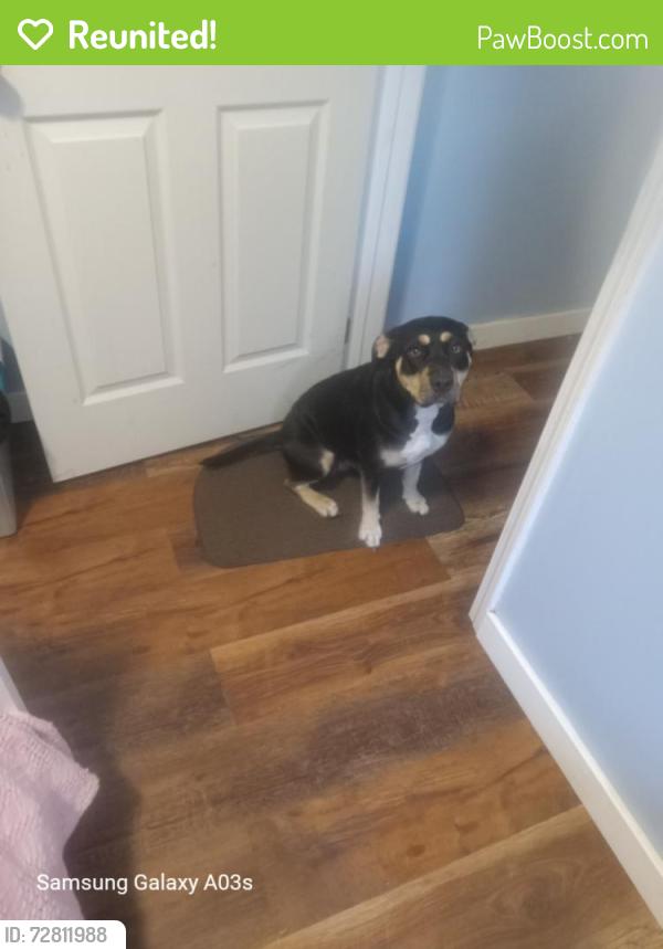 Reunited Female Dog last seen Smithfield Rd in Coker Creek, Tennessee, Coker Creek, TN 37385