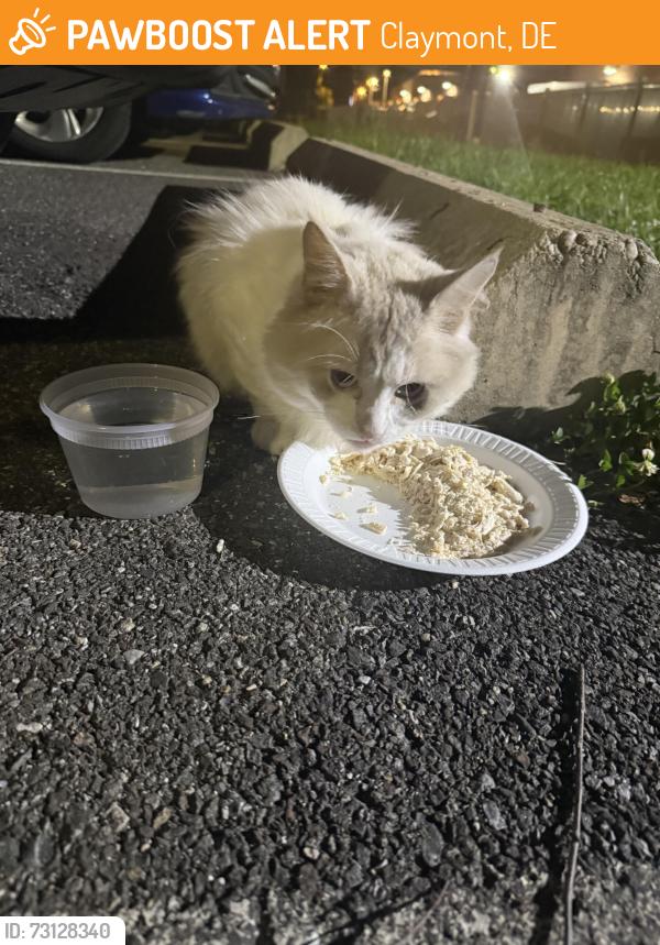 Found/Stray Unknown Cat last seen Claymont Steaks, Claymont, DE 19703
