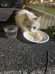 Found/Stray Unknown Cat last seen Claymont Steaks, Claymont, DE 19703