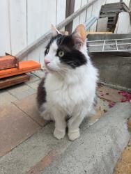 Lost Male Cat last seen Behind Trabuco Hills High School, Mission Viejo, CA 92691
