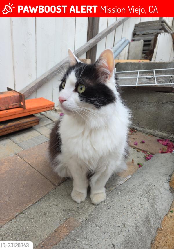 Lost Male Cat last seen Behind Trabuco Hills High School, Mission Viejo, CA 92691