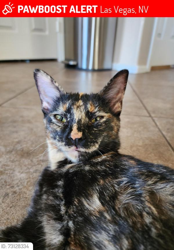 Lost Female Cat last seen Blue Diamond and Cimmaron, Las Vegas, NV 89113