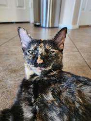 Lost Female Cat last seen Blue Diamond and Cimmaron, Las Vegas, NV 89113