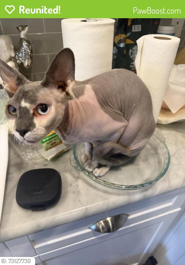 Reunited Female Cat last seen American Pacific & Stephanie, Henderson, NV 89074