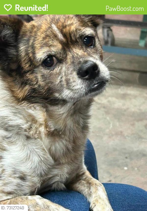Reunited Female Dog last seen Arcadia Drive in the Bloomingdale Area, Kingsport, TN 37660