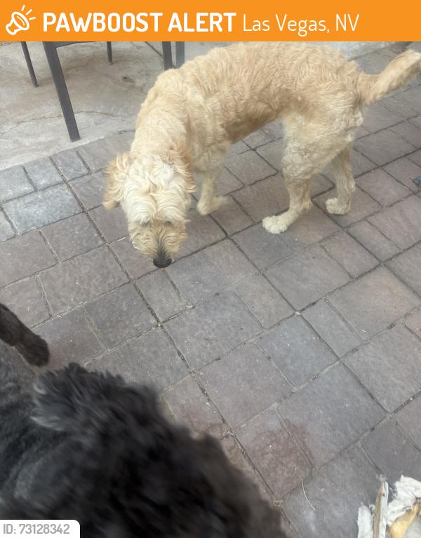 Found/Stray Male Dog last seen Washburn, Las Vegas, NV 89130