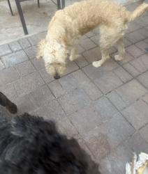 Found/Stray Male Dog last seen Washburn, Las Vegas, NV 89130