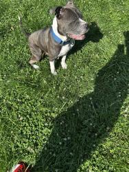 Found/Stray Female Dog last seen Stone mill rd and kemper, Dunlap, OH 45251