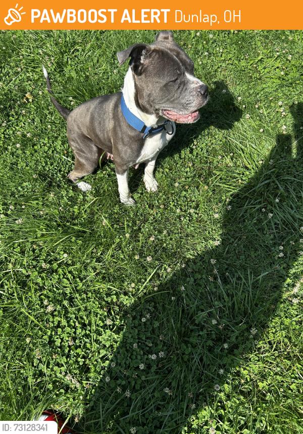 Found/Stray Female Dog last seen Stone mill rd and kemper, Dunlap, OH 45251