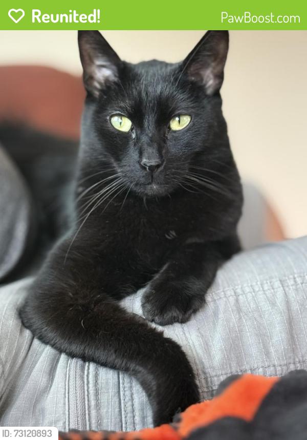Reunited Male Cat last seen 39th Ave, San Mateo, CA 94403