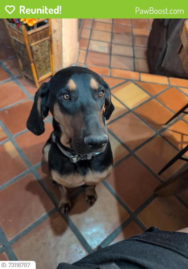 Reunited Male Dog last seen Arenal and Tapia, Albuquerque, NM 87105