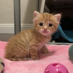 Shelter Stray Female Cat last seen Brush Peak, 2234 Laughlin Rd., LIVERMORE, CA, 94551, 8323 Baldwin St, Oakland, CA 94621, USA