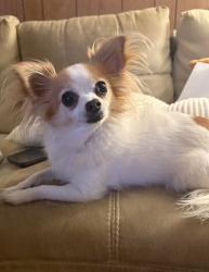 Reunited Female Dog last seen Federal and Dartmouth, Denver, CO 80236