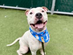 Shelter Stray Male Dog last seen Near E 189th Street, BRONX, NY, 10458, 326 E 110th St, New York, NY 10029, USA