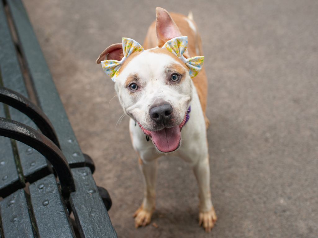 Shelter Stray Female Dog last seen Near Flatbush Avenue, BROOKLYN, NY, 11226, 326 E 110th St, New York, NY 10029, USA