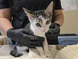 Shelter Stray Male Cat last seen Near Fredricks Avenue, Oceanside, CA, 92058, Oceanside, CA 92058, USA