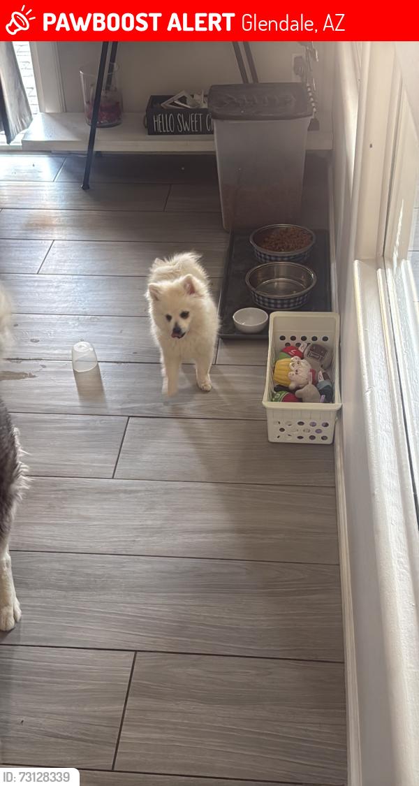 Lost Male Dog last seen Marlette ave and citrus way 77 ave, Glendale, AZ 85303