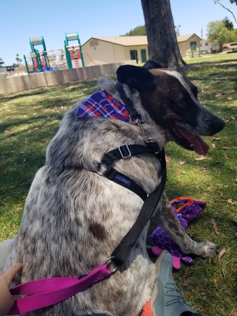 Shelter Stray Male Dog last seen 19th Street, San Diego, CA, 92101, 5500 Gaines St, San Diego, CA 92110, USA