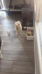 Lost Male Dog last seen Marlette ave and citrus way 77 ave, Glendale, AZ 85303