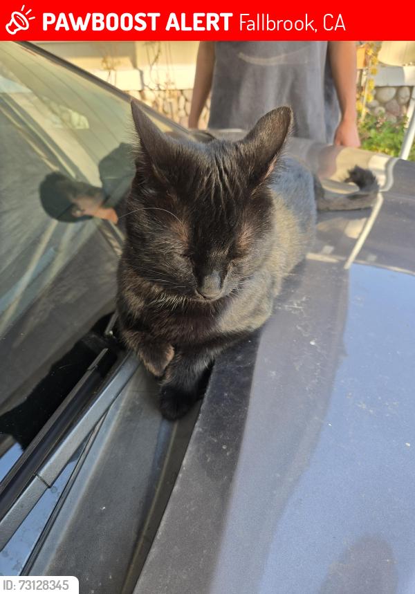 Lost Male Cat last seen Hamilton & Mission, Fallbrook, CA 92028