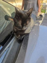Lost Male Cat last seen Hamilton & Mission, Fallbrook, CA 92028