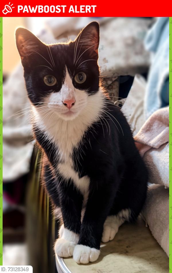 Lost Female Cat last seen Los cuartos y Elektra de Izcalli, Naucalpan de Juárez, Méx. 