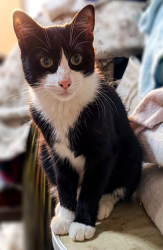 Lost Female Cat last seen Los cuartos y Elektra de Izcalli, Naucalpan de Juárez, Méx. 