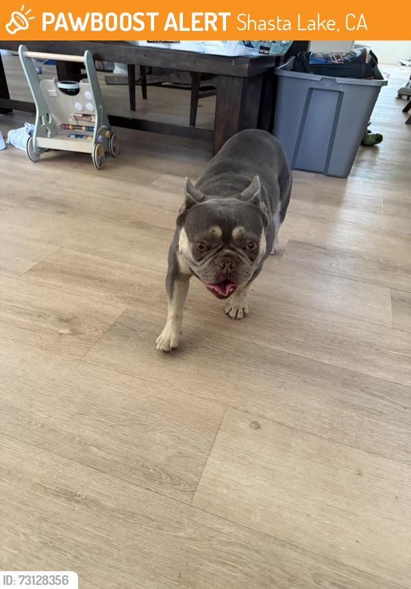 Found/Stray Male Dog last seen Shasta st, Shasta Lake, CA 96019