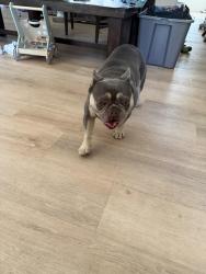 Found/Stray Male Dog last seen Shasta st, Shasta Lake, CA 96019