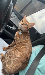 Lost Female Cat last seen Troy University, Troy, AL 36081