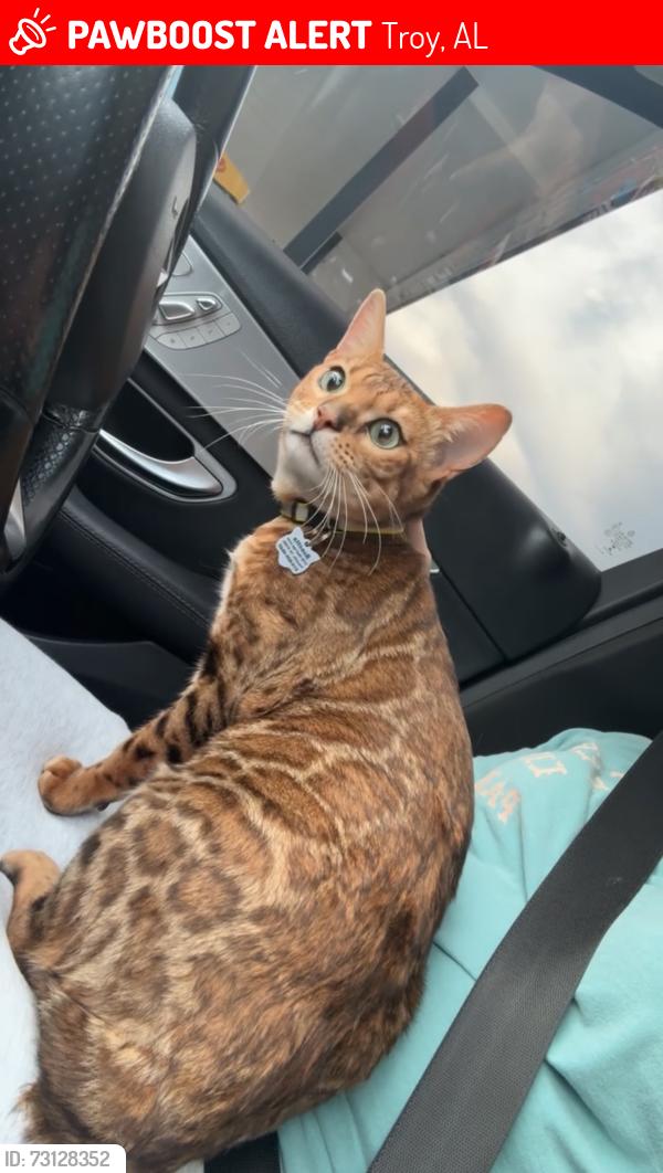 Lost Female Cat last seen Troy University, Troy, AL 36081