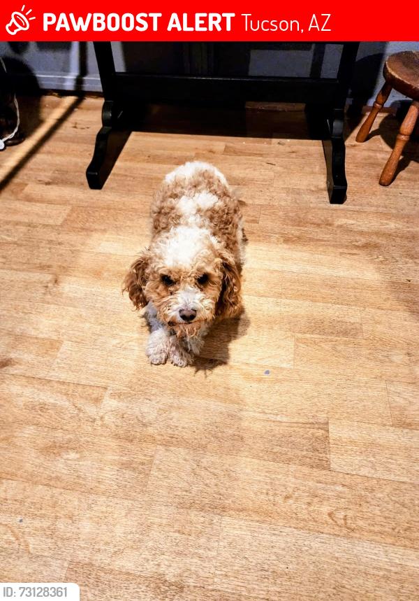Lost Male Dog last seen Cholla High School, Tucson, AZ 85713