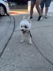Found/Stray Unknown Dog last seen Gladstone sr & Delay, Glendora, CA 91740