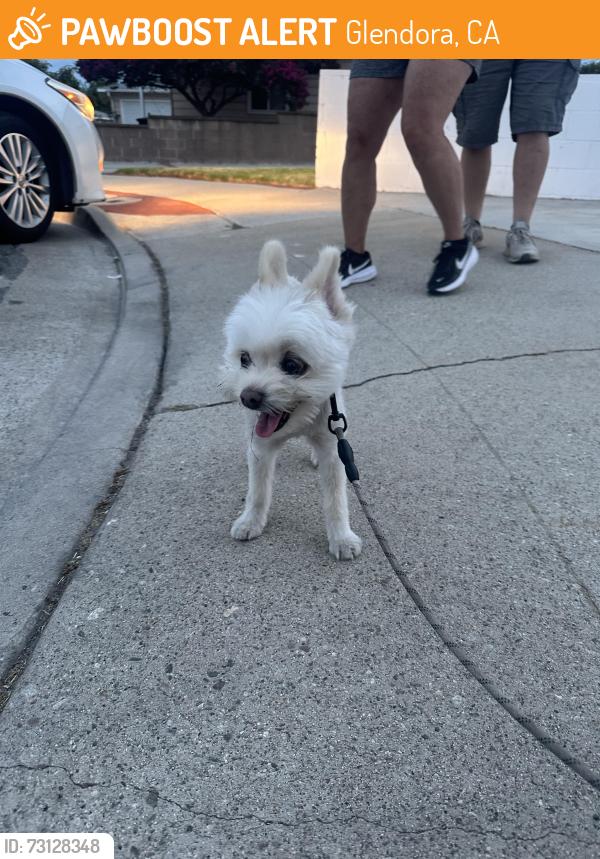 Found/Stray Unknown Dog last seen Gladstone sr & Delay, Glendora, CA 91740