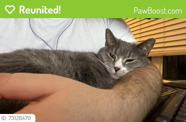 Reunited Male Cat last seen Orleans Landing apmts, Detroit, MI 48207