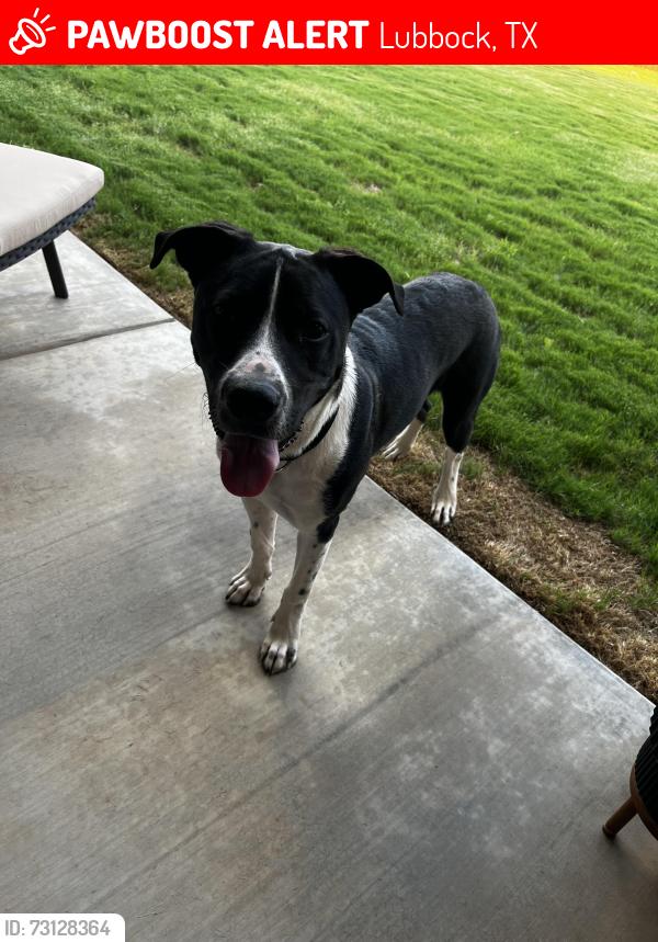 Lost Male Dog last seen Marsha sharp fwy, Lubbock, TX 79410