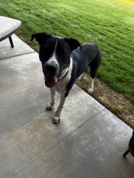 Lost Male Dog last seen Marsha sharp fwy, Lubbock, TX 79410