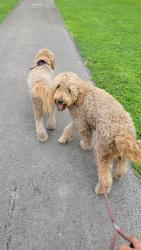 Reunited Unknown Dog last seen Near SW 36th Ave, Miami, FL 33135, USA, Miami, FL 33135
