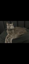 Lost Male Cat last seen Sacramento st and Cloverdale Ave, Orange, CA 92867